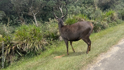 Wallpaper Mural Horton Plains National Park , Sri Lankan sambar deer, beautiful landscape scenery ...  Torontodigital.ca