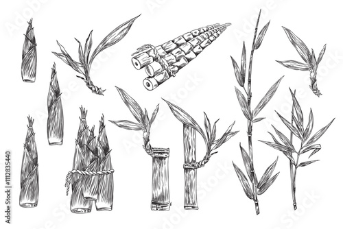 Bamboo plant leaves, branches, stalk and grain bunch tied with rope engraved sketch vector set, tropical forest harvest