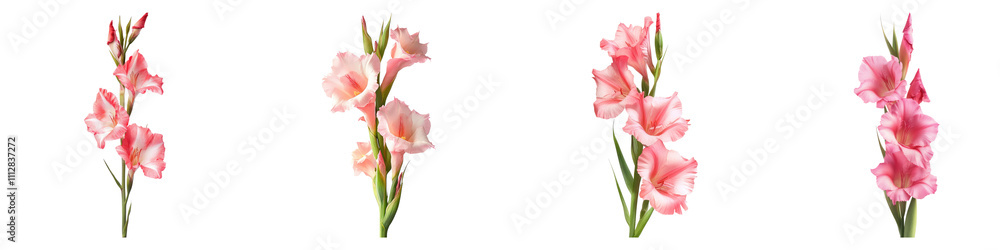 Gladiolus isolated on transparent background, Set of Gladiolus isolated on transparent background, Set of