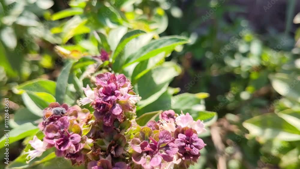 flowers in the garden, insect animal butterfly flowers in the garden, insect animal butterfly