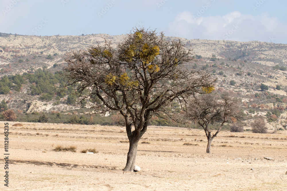 Obraz premium A large pear tree in a crop field in autumn