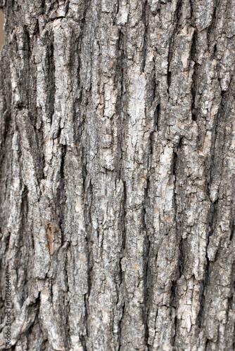 Bark texture of the Turkey oak tree (Quercus cerris) 