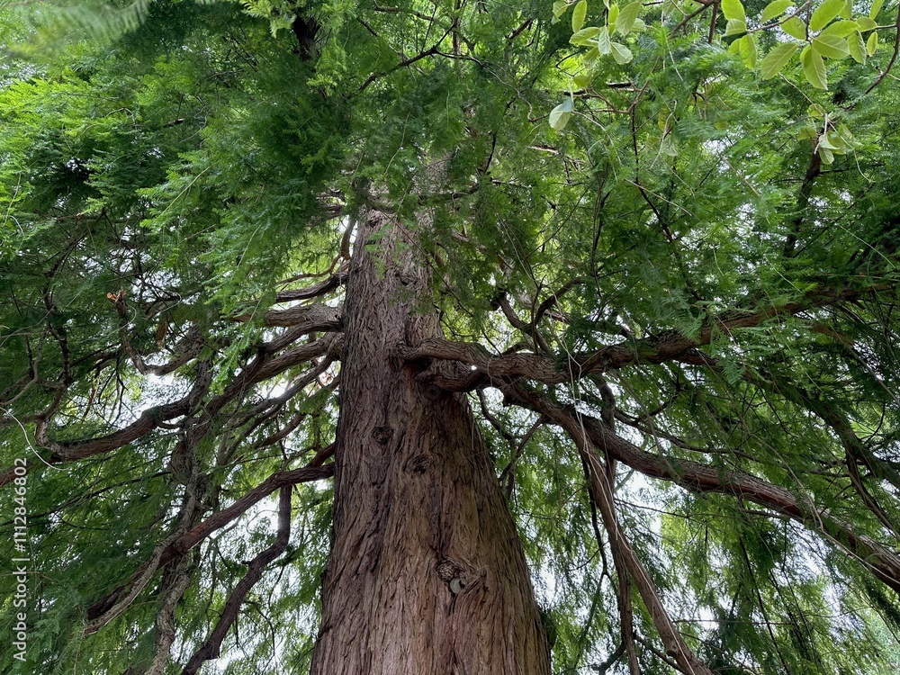 Fototapeta premium Beautiful tree with green leaves growing outdoors, low angle view