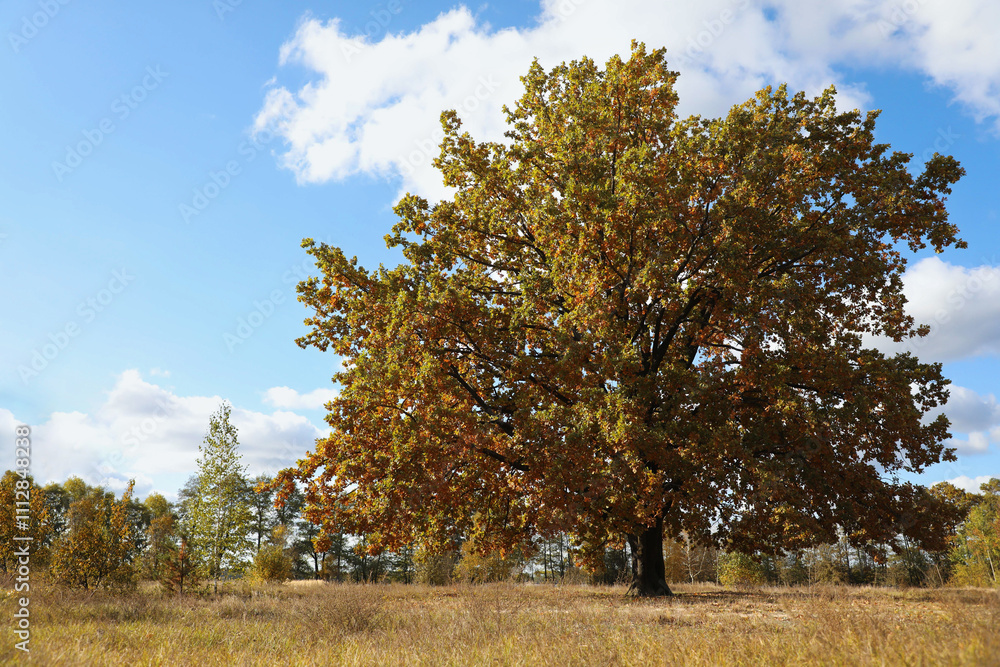 Fototapeta premium Beautiful tree with colorful leaves growing outdoors