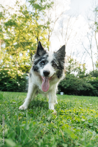 Happy Blue Merle Border Collie