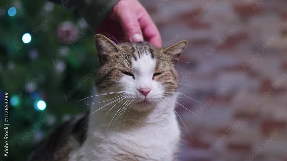 Close-Up of Hand Petting a Cat Enjoying Christmas Lights Close-Up of Hand Petting a Cat Enjoying Christmas Lights