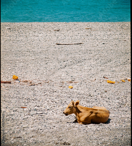 A solitary cow resting on a rocky beach by the turquoise sea. photo