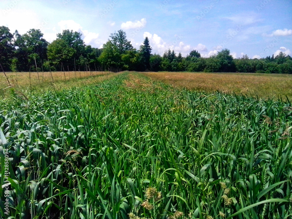 A field of young wheat growing in early summer A field of young wheat growing in early summer