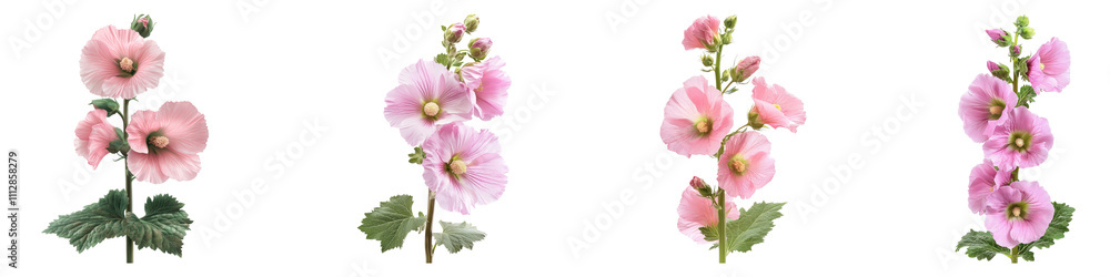 Fototapeta premium Hollyhock isolated on transparent background, Set of