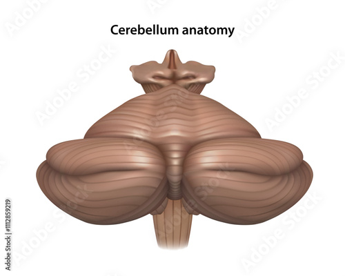 Cerebellum anatomy. Isolated vector illustration