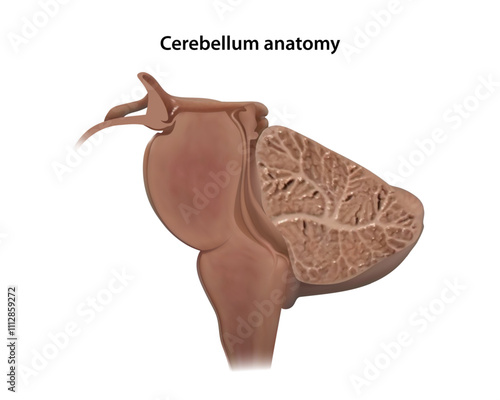 Cerebellum section. Isolated vector illustration