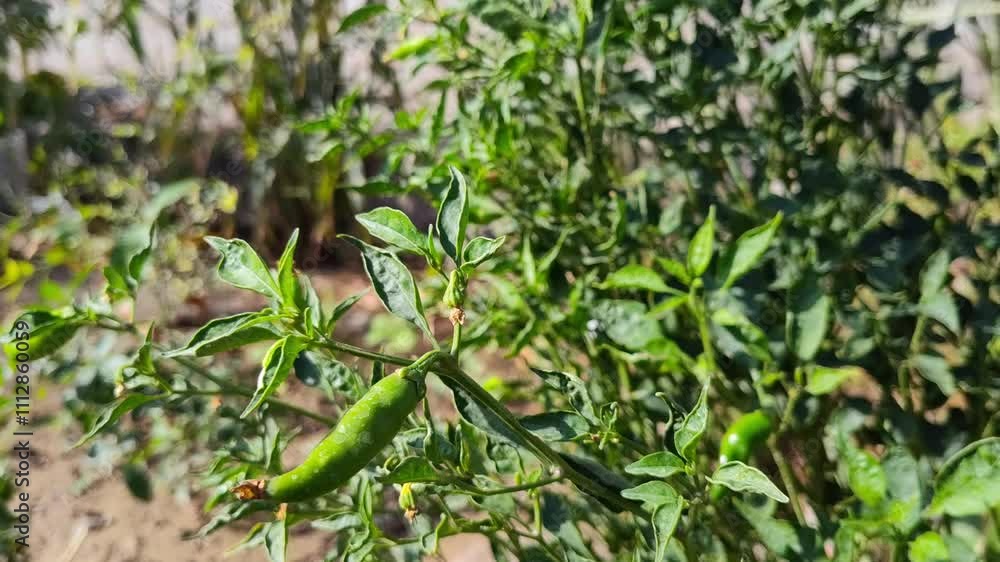 close up of green chili pepper in the garden, vegetable capsicum plant close up of green chili pepper in the garden, vegetable capsicum plant