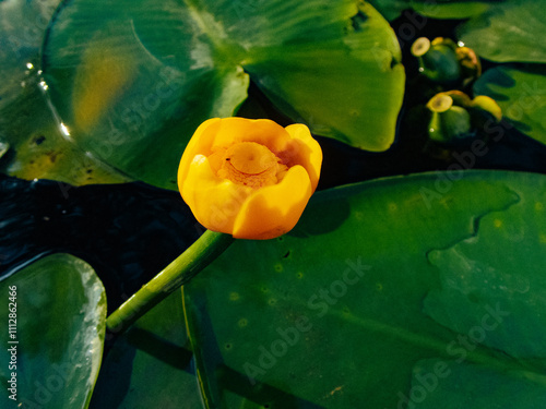 Yellow water lily blooming surrounded by green lily pads in sunlight. photo