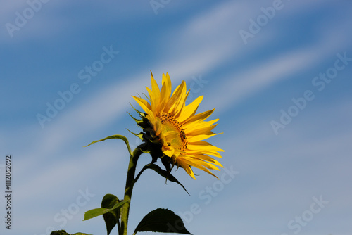 Wallpaper Mural Nahaufnahme eines aufgeblühten Blütenkorbes einer Sonnenblume vor blauem Himmel. Torontodigital.ca