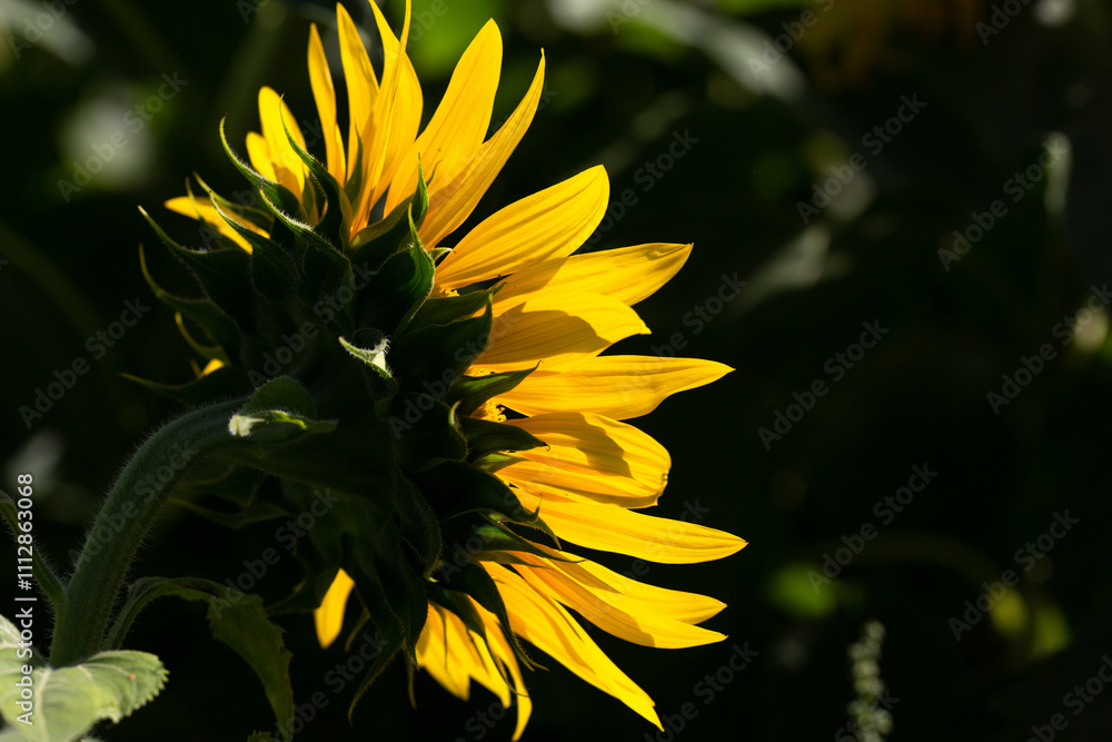 custom made wallpaper toronto digitalNahaufnahme einer Sonnenblume , deren Blütenblätter von der Sonne druchleuxhtend werden.