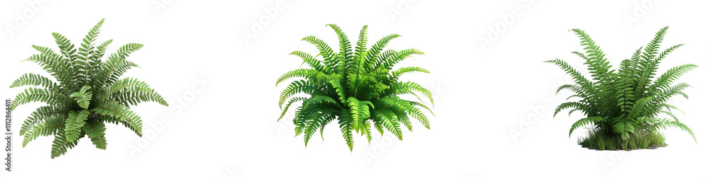 Fern isolated on transparent background, Set of Fern isolated on transparent background, Set of
