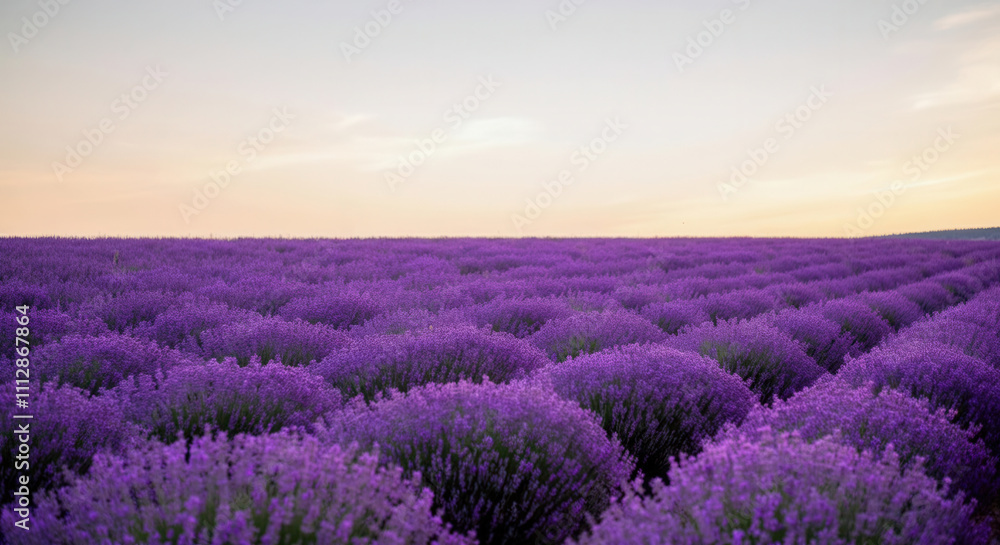 Fototapeta premium Serene lavender field at sunset beauty