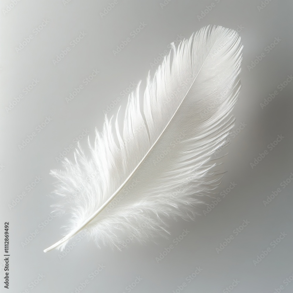White feather on white background White feather on white background