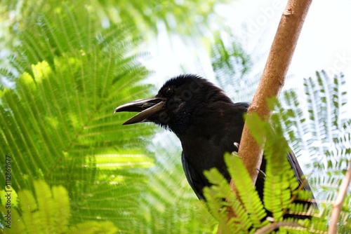 A black crow sitting on a tree branch on white isolated and blurred green nature background 