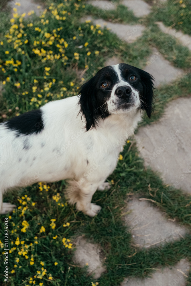 Playful dog enjoying a sunny day among wildflowers in the yard