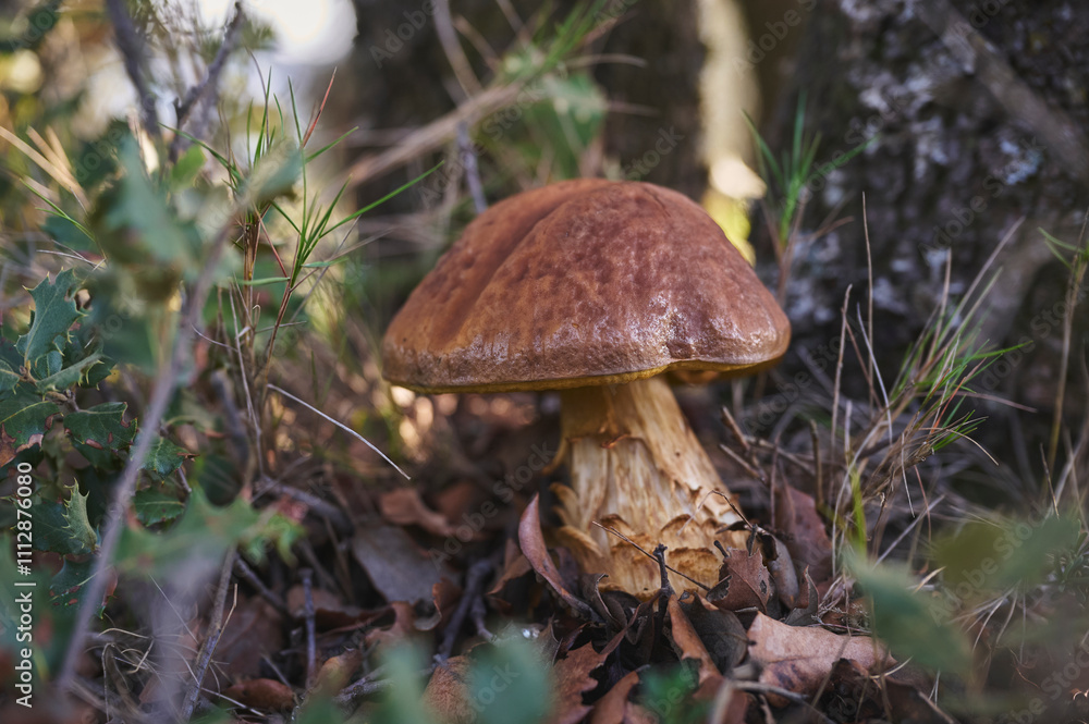 Close-up of a mushroom in an autumn forest setting Close-up of a mushroom in an autumn forest setting