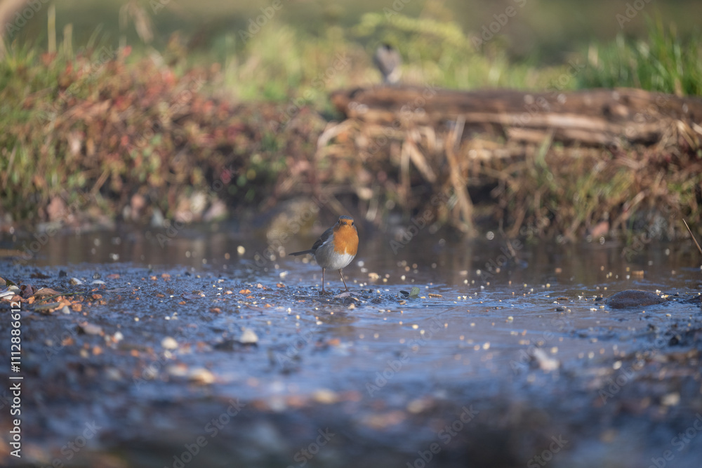 ucelli in volo