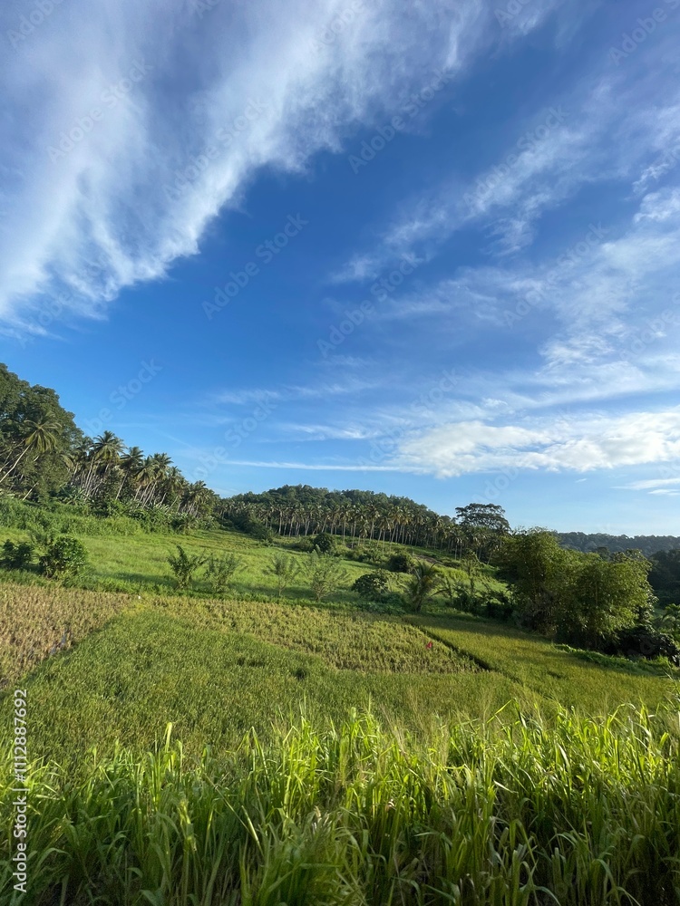 Obraz premium green field and blue sky