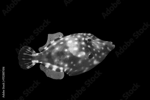 Black and white portrait of a unique fish in profile photo