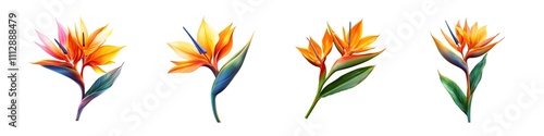 Set of Vibrant Bird of Paradise Flowers on Transparent Background