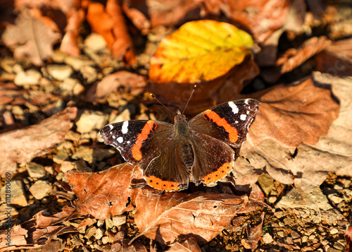 Admiral butterfly sits on bright autumn leaves in late fall, close-up