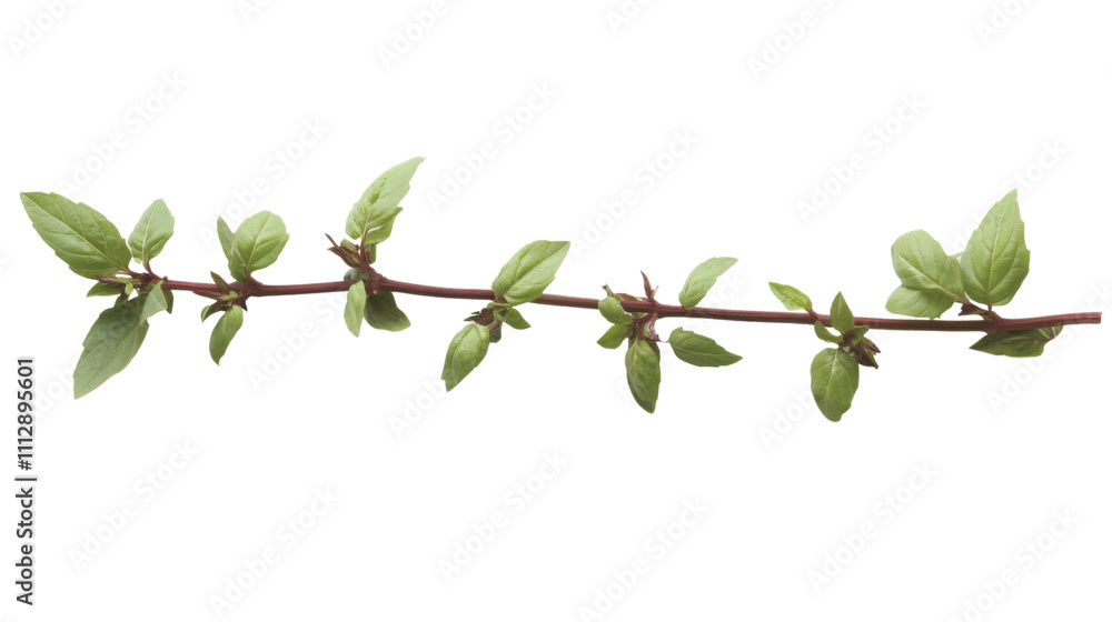 Green twig transparent background Green twig transparent background