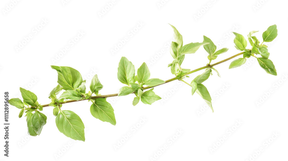 Green twig transparent background Green twig transparent background