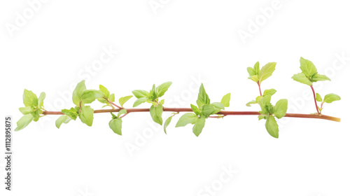 Green twig transparent background