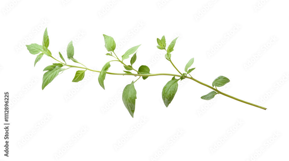 Fototapeta premium Green twig transparent background