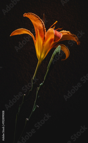 orange tiger lily