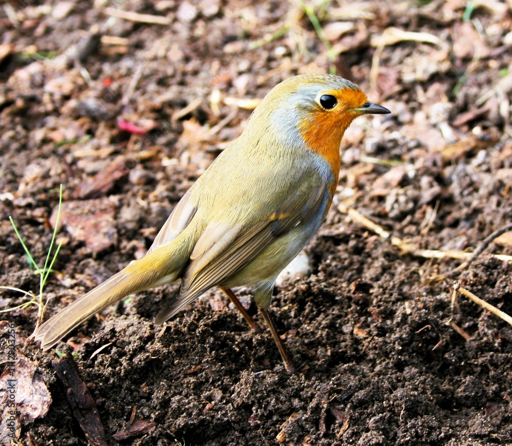 Vogel Rotkelchen Garten Natur Wald Park Beet Fliegen Freiheit Orange Rot Schnabel Vogel Rotkelchen Garten Natur Wald Park Beet Fliegen Freiheit Orange Rot Schnabel