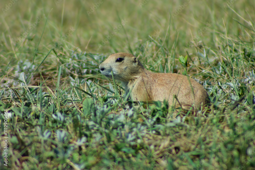 prairie dog in the grass prairie dog in the grass