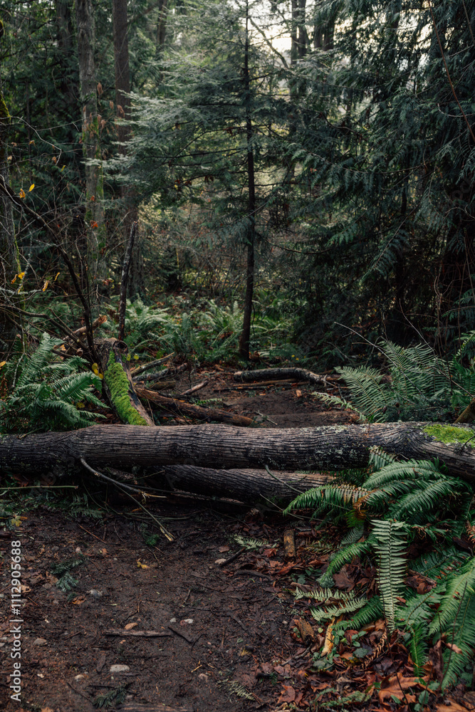 forest in autumn with fallen trees across path forest in autumn with fallen trees across path