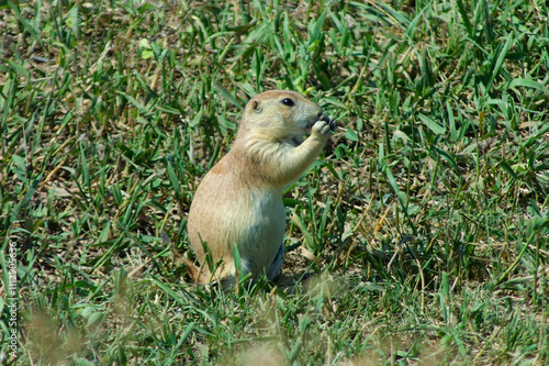 prairie dog standing in the grass