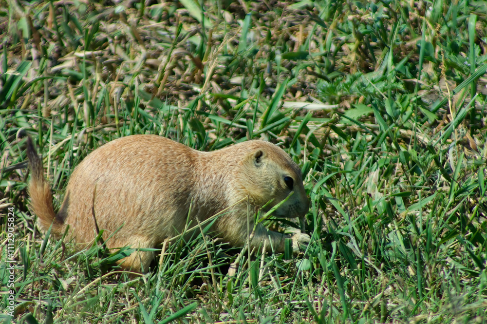 prairie dog in the grass prairie dog in the grass