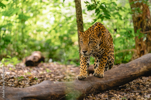 Jaguar stalking in the jungle photo