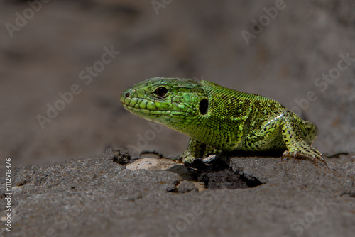 lizard on a tree