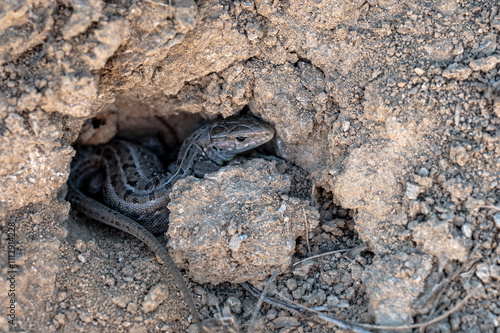 snake in the sand