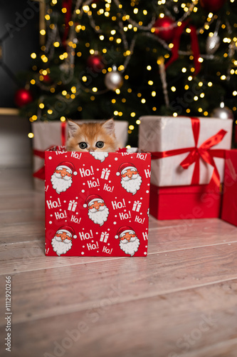 Wallpaper Mural Scottish fold kitten in a New Year's gift box Torontodigital.ca