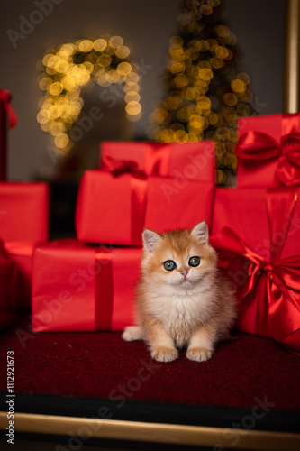 Wallpaper Mural Scottish fold kitten in a New Year's gift box Torontodigital.ca