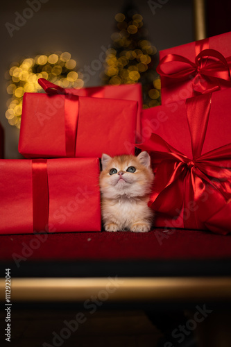 Wallpaper Mural Scottish fold kitten in a New Year's gift box Torontodigital.ca