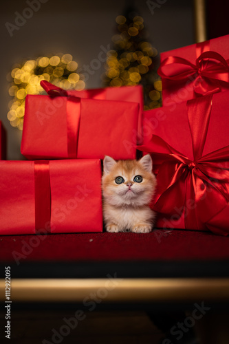 Wallpaper Mural Scottish fold kitten in a New Year's gift box Torontodigital.ca