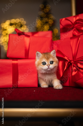 Wallpaper Mural Scottish fold kitten in a New Year's gift box Torontodigital.ca