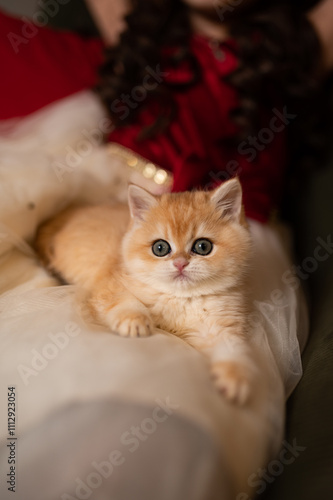 Wallpaper Mural Scottish fold kitten in a New Year's gift box Torontodigital.ca