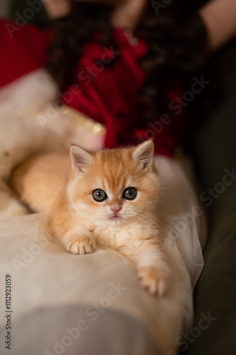 Wallpaper Mural Scottish fold kitten in a New Year's gift box Torontodigital.ca